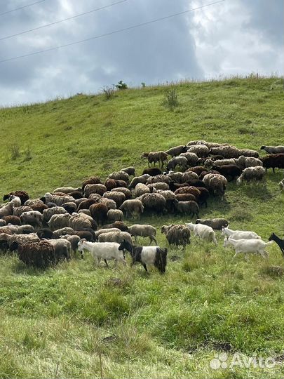 Овцы арашан