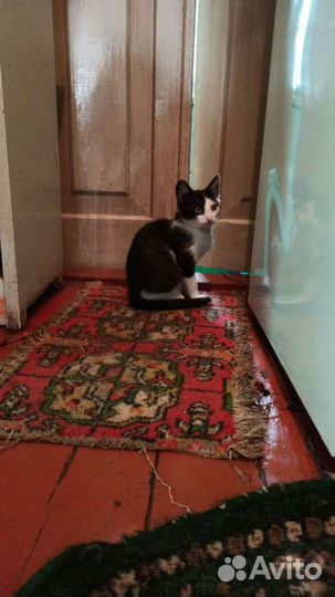 Котенок в дар