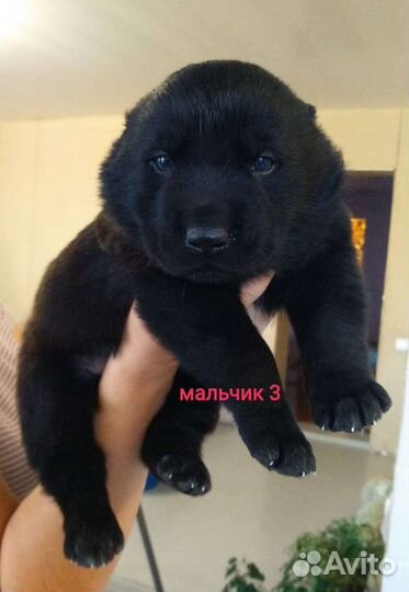 Щенки алабая