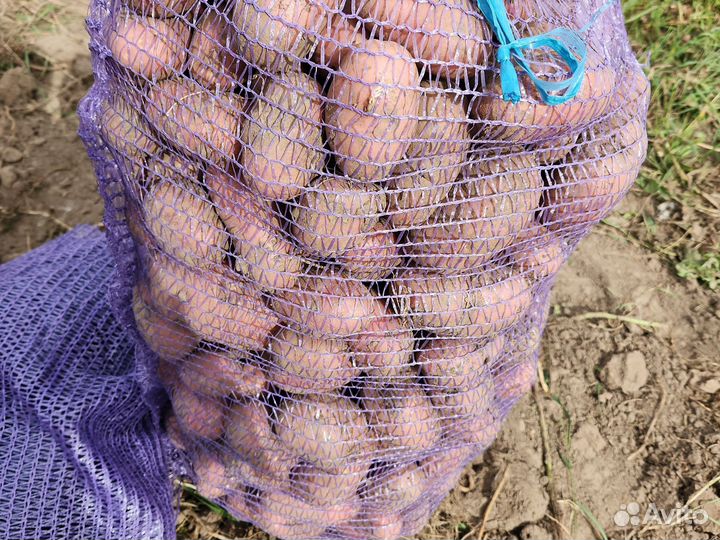 Продам картофель оптом