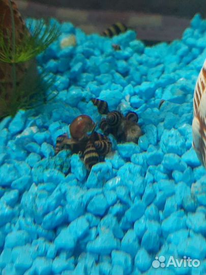 Улитки Хелены, Маризы