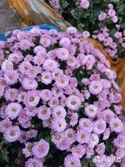 Хризантема шаровидная