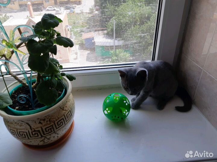 Игрушка для кошек и собак