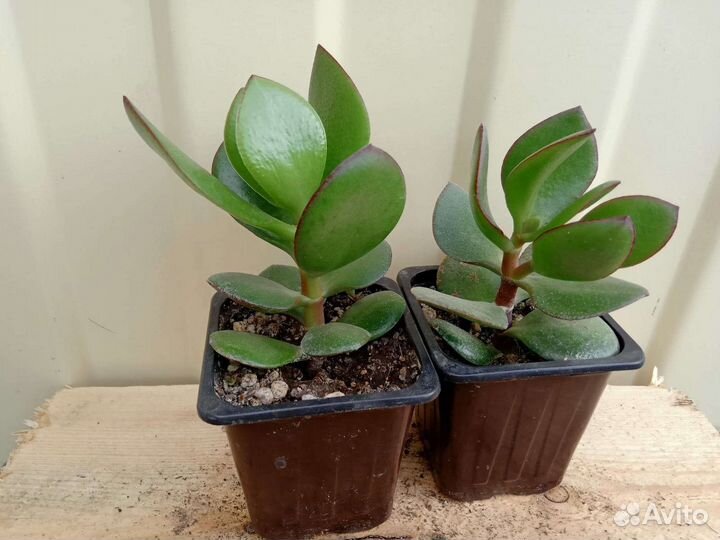 Суккуленты граптопеталум, крассулы