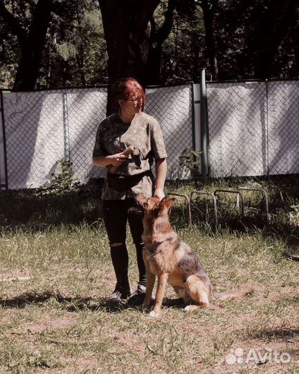 Дрессировка собак, кинолог, хендлер, зоопсихолог