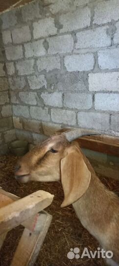 Продаются нубийские и чешские козочки