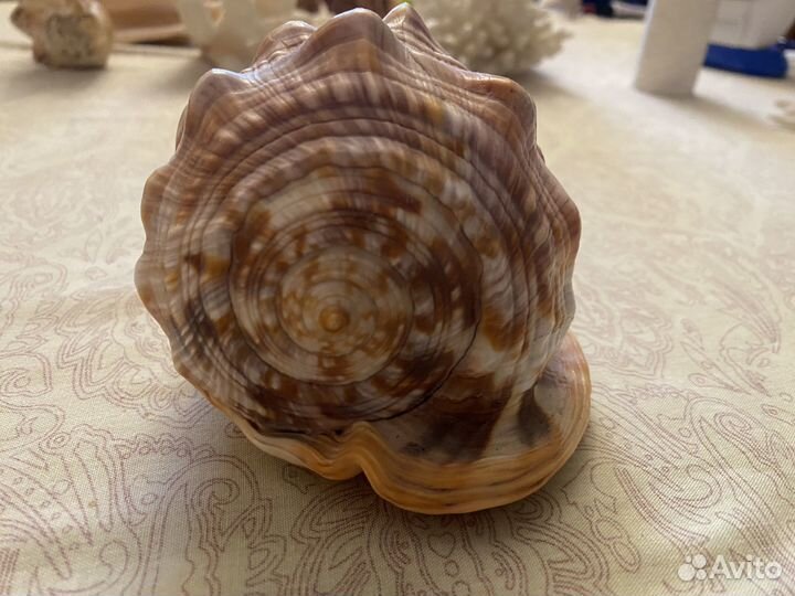 Раковина (ракушка) морская