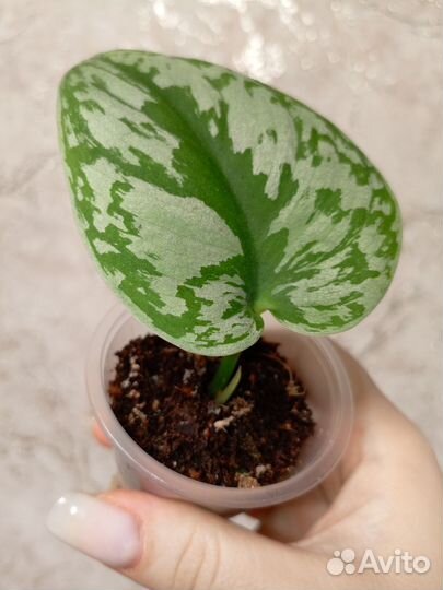 Эпипремнумы