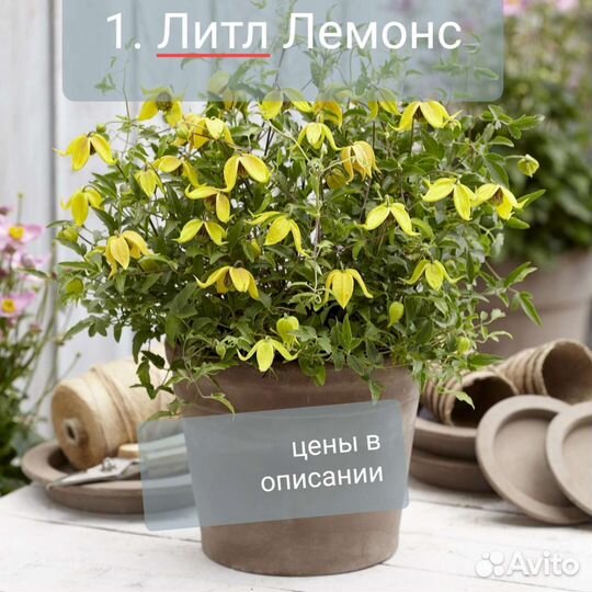 Клематис 2.5 - 3 года (цены, сорта в описании)