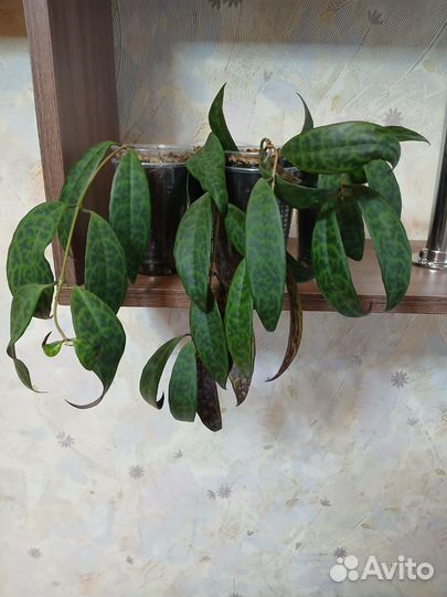 Эсхинантусы, хедеры