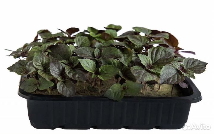 Микрозелень в Омске