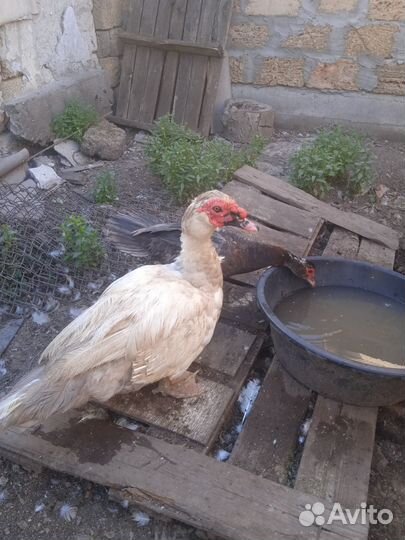 Индоутята, тяжёлой линии