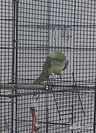 Попугай Монах или квакер