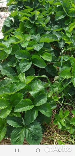 Саженцы клубники Черный принц