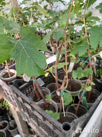 Саженцы винограда