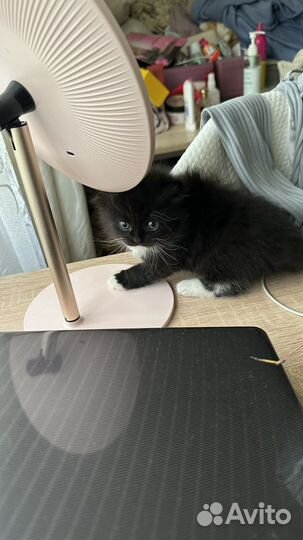 Котята отдам в добрые руки бесплатно