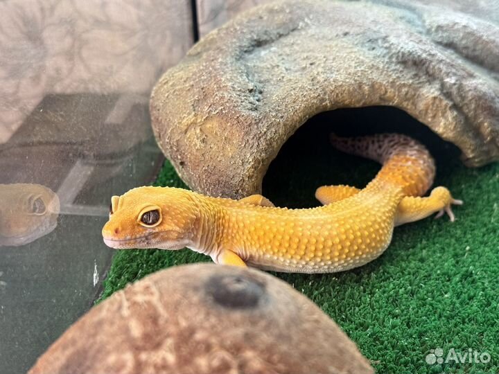 Террариум с эублефаром