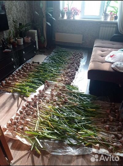 Чеснок крупный