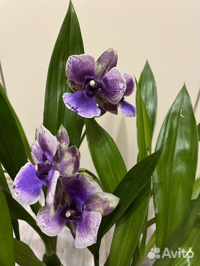 Орхидея зигопеталум пелорик