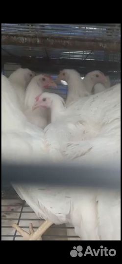 Куры Несушки