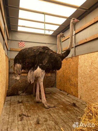 Перевозка крс, мрс, лошадей