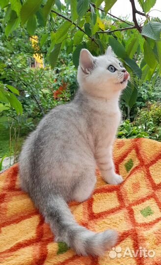 Шотландские котята