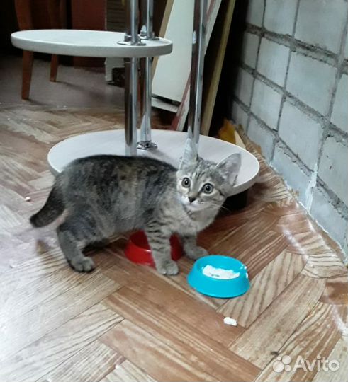 Котёнок девочка