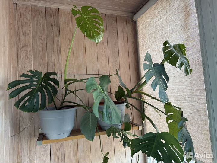 Монстера с горшком