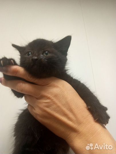 Кошка в дар