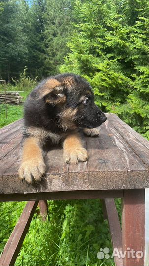 Щенки немецкой овчарки (очень красивые детки)