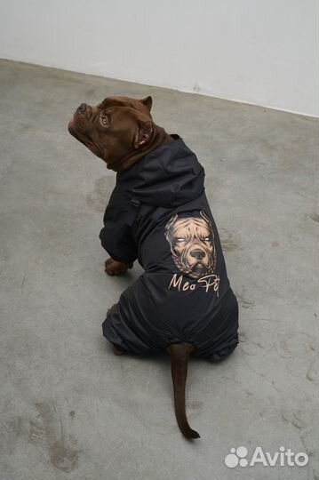 Одежда для собак Дождевик. Meo.pet