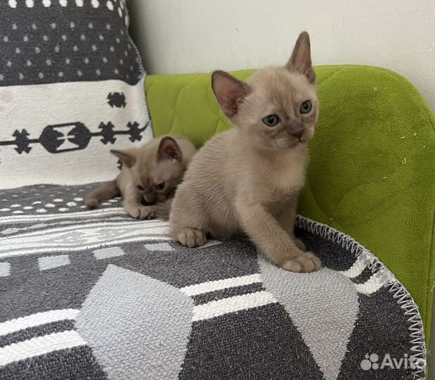 Бурманский кот