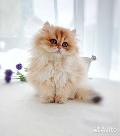 Мальчик британский