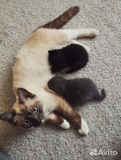 Котята в добрые руки бесплатно