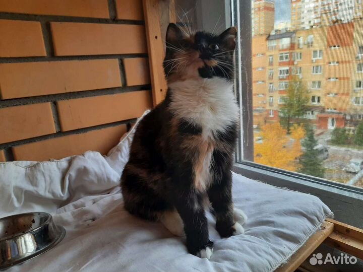 Молодая кошечка трехцветка