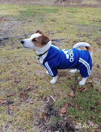 Костюм для маленькой собаки