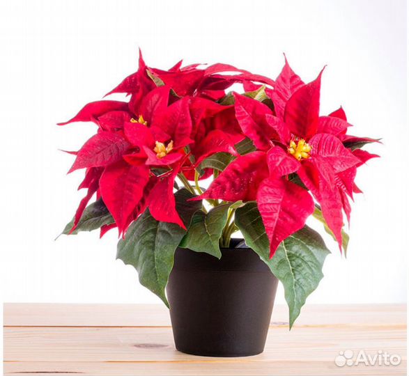 Пуансеттия или Рождественская звезда