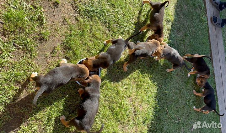 Щенки русской гончей