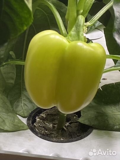 Ситиферма - гидропонника для овощей и зелени