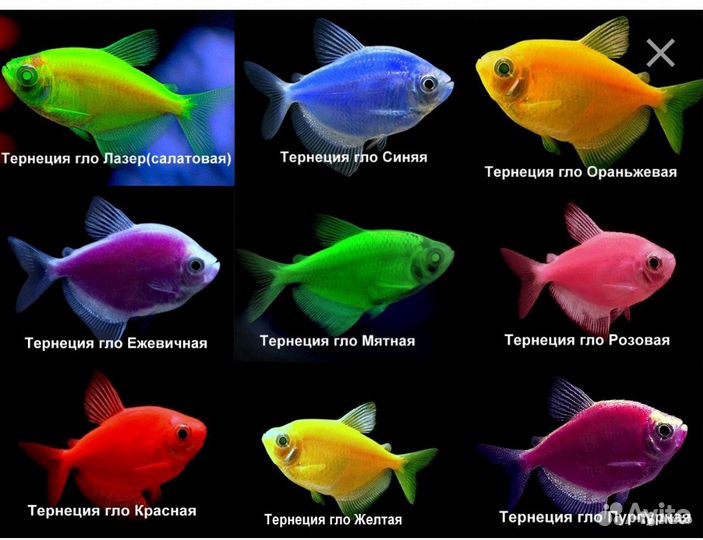Тернеция, данио, меченосцы, барбусы