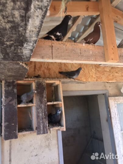 Продам голубей