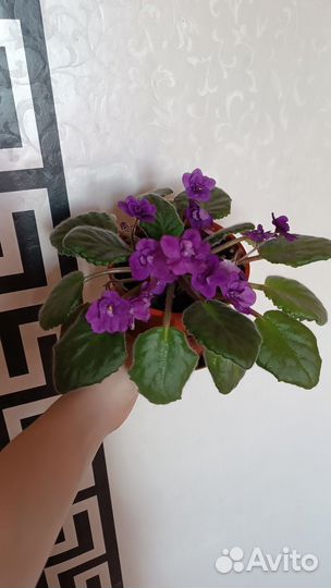 Комнатные растения цветы