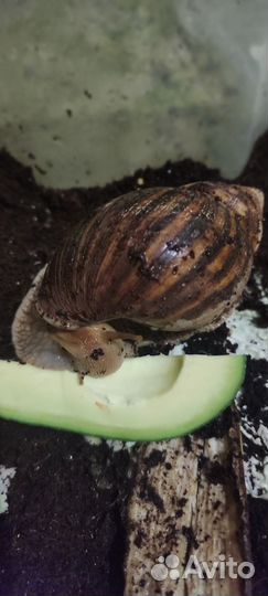 Улитка Ахатина