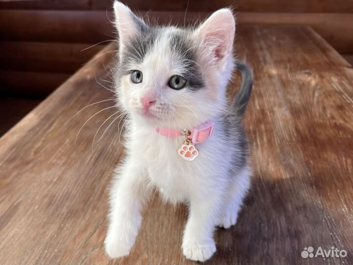 Котенок - девочка