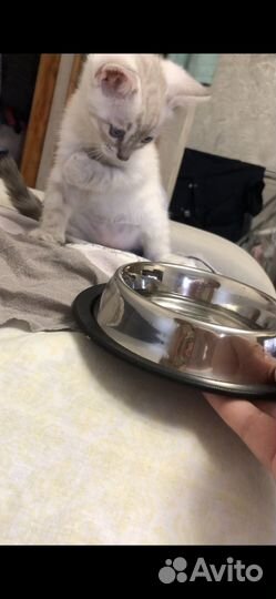 Бенгальский котенок