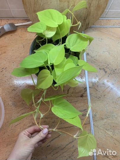 Филодендрон Лемон Лайм черенки