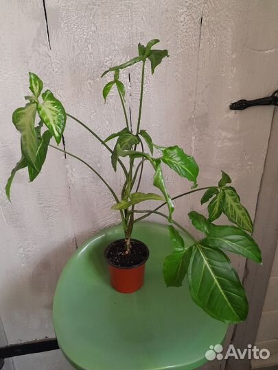 Сингониум auritum ушковидный