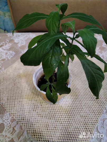 Комнатные цветы