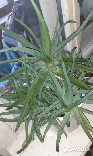 Продаю алоэ