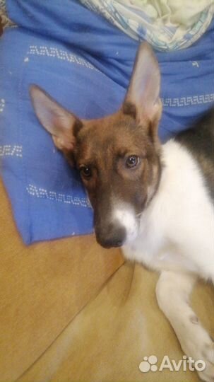 Метиса в дар